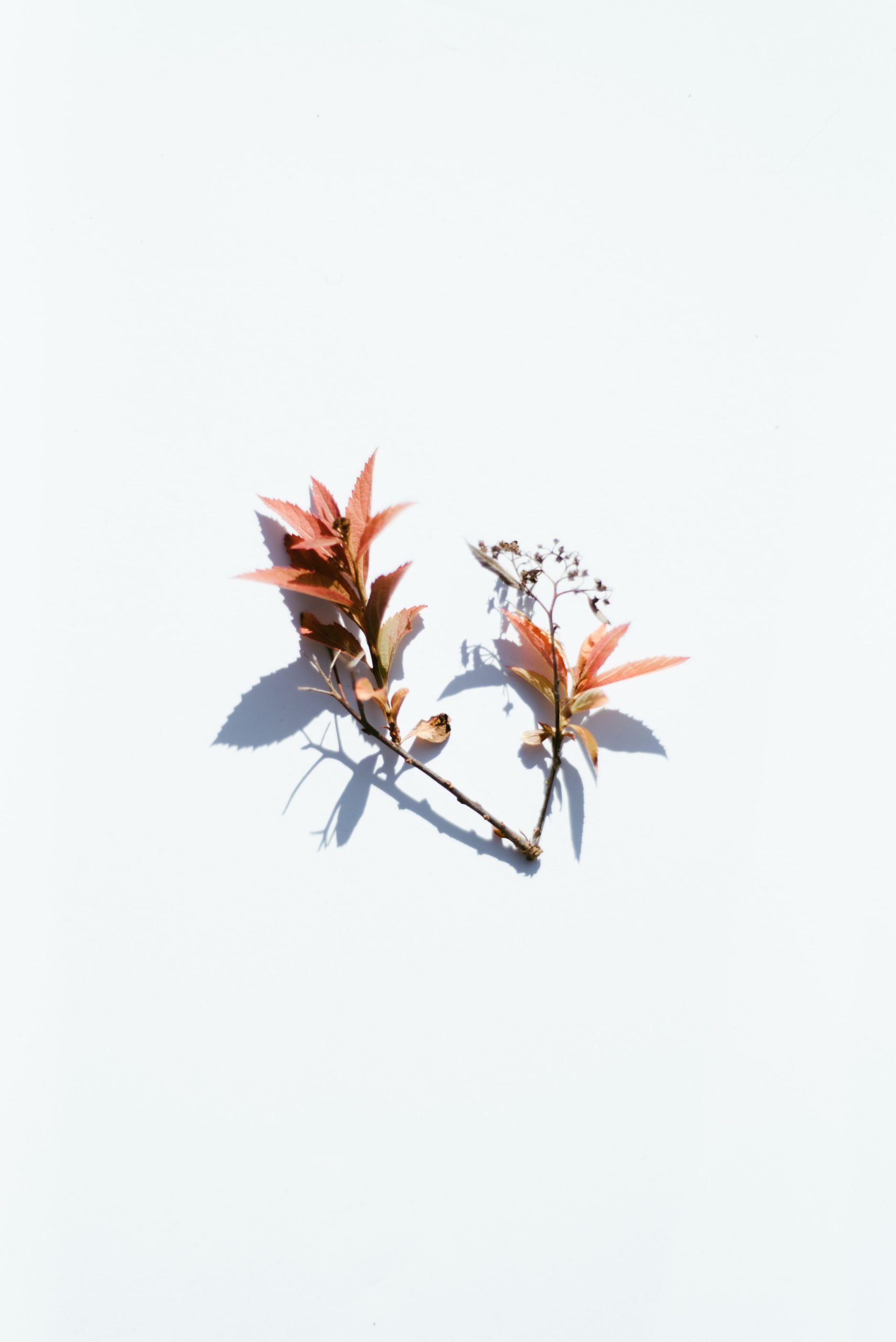 Image is not available