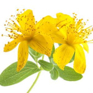 St. John's Wort in Safflower Oil - 3709