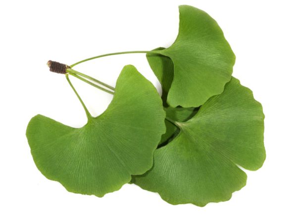 Ginkgo Biloba Floraceutical® - 9861A