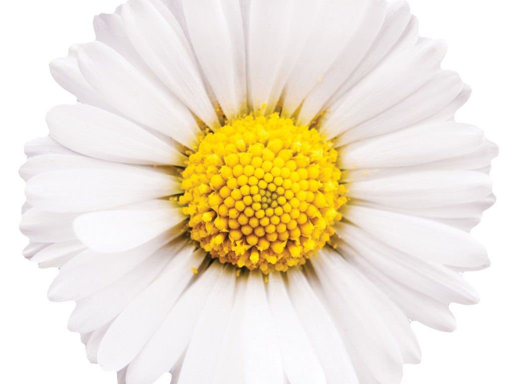 Chamomile Flower, PE - 4144SD