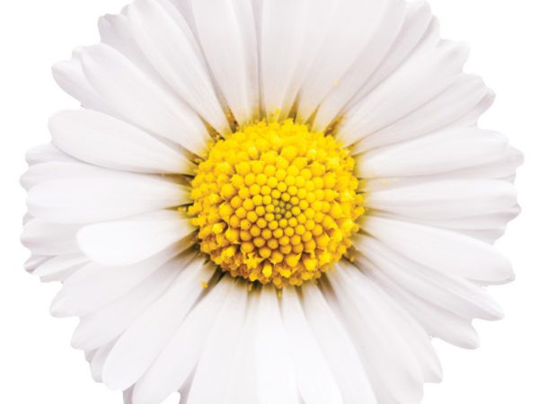 Chamomile Flower Chamomilla Recutita (Matricaria) Flower Extract