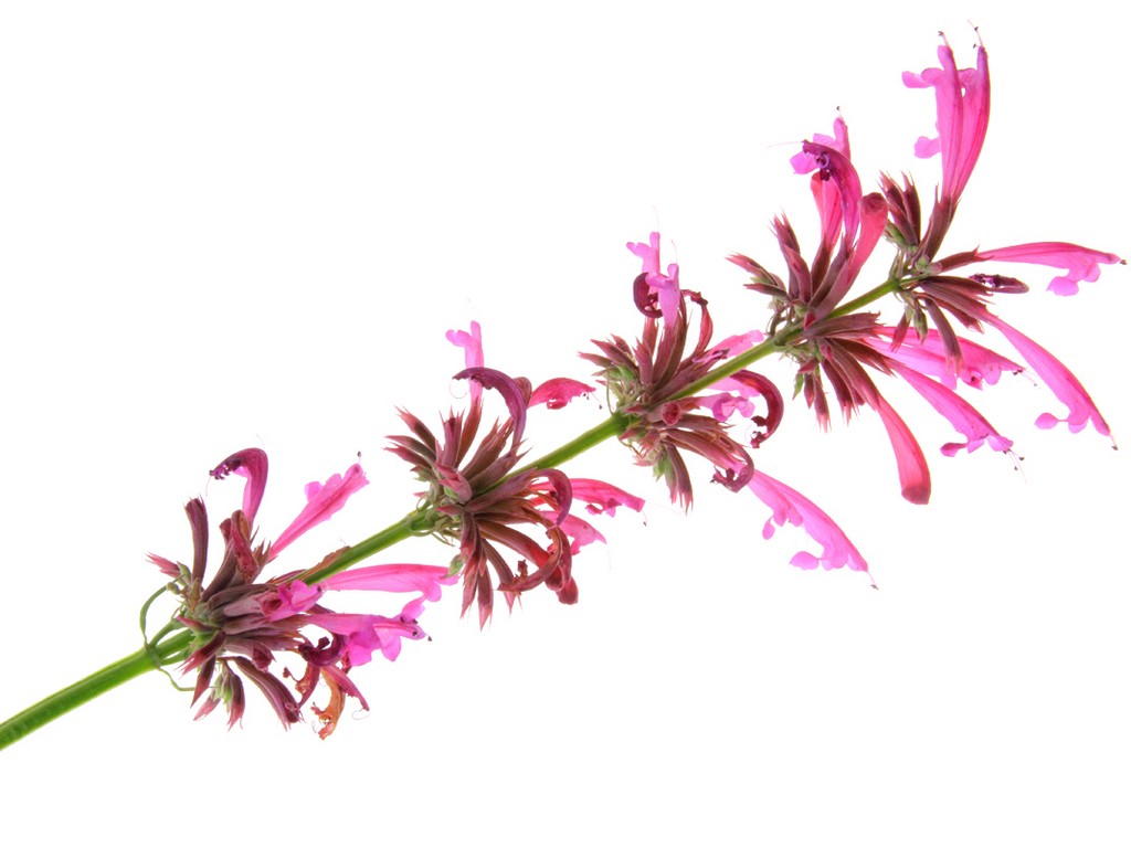 Hyssop Herb 4:1, PE - 4354