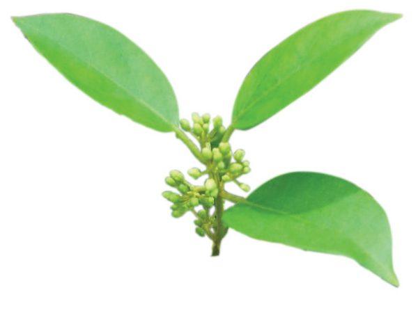 Gymnema Leaf Gymnema Sylvestre Leaf Extract