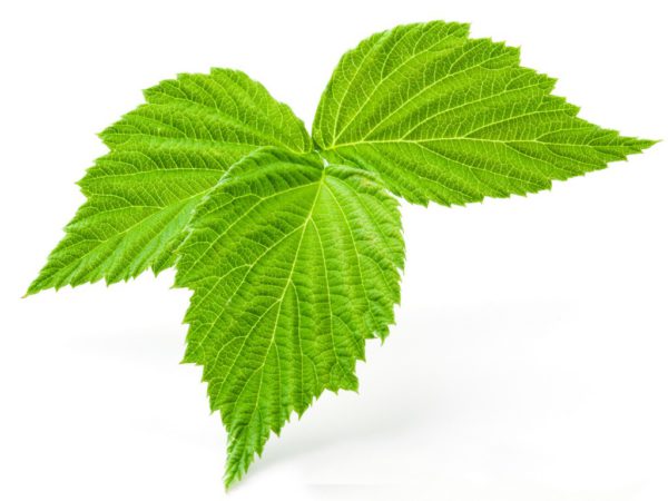 Red Raspberry Leaf Rubus Idaeus (Raspberry) Leaf Extract