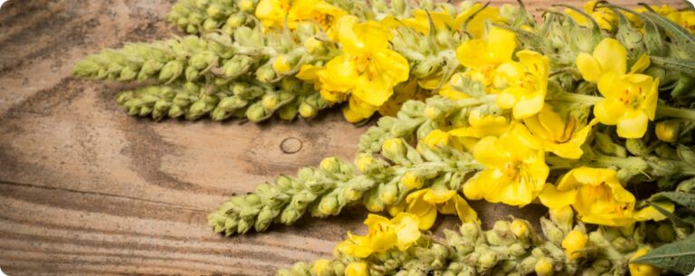 Mullein benefits for skin