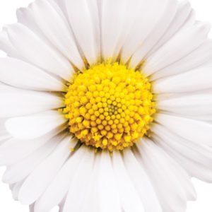 Chamomile, AF - 5435