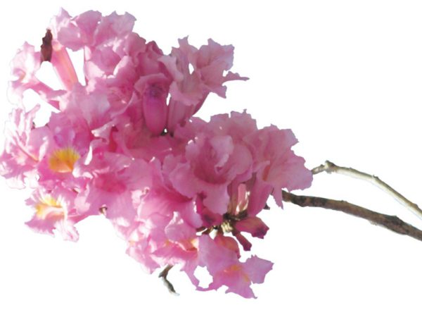 Pau D'Arco Inner Bark Tabebuia Impetiginosa Bark Extract