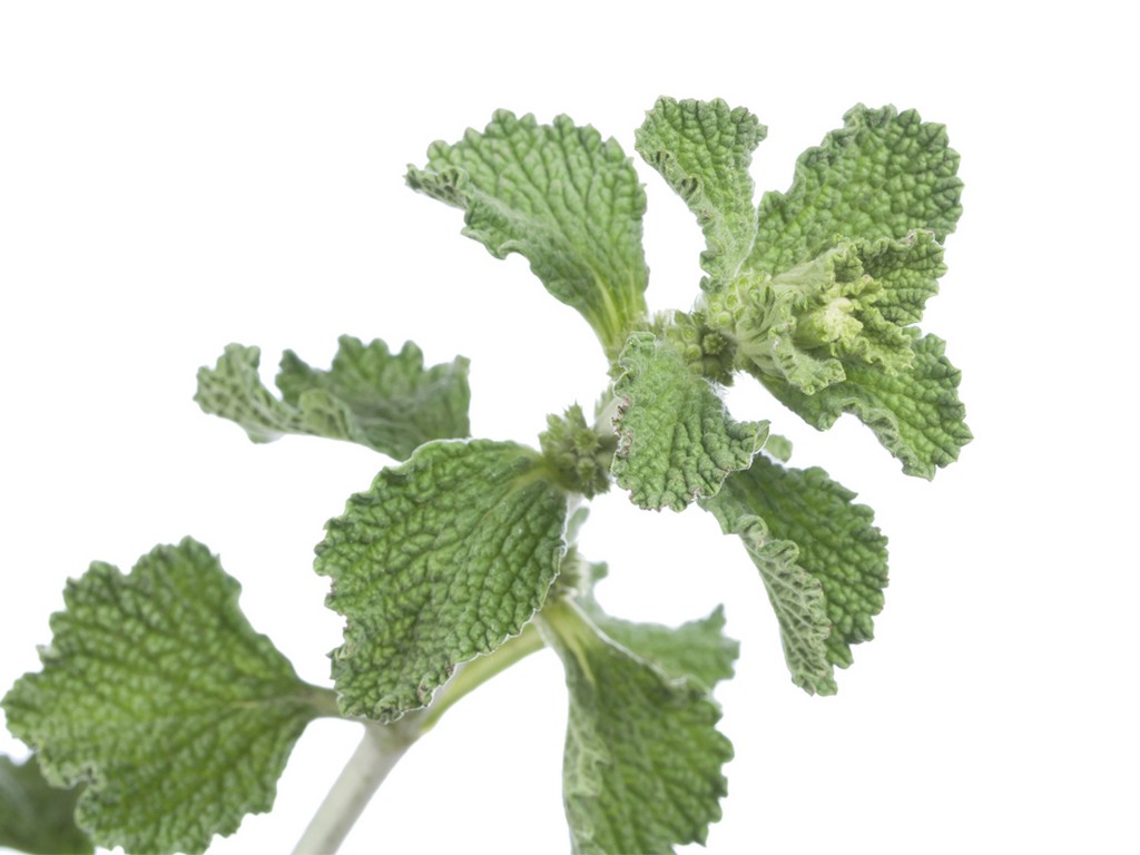 Horehound without caramel color, SE - 2071B