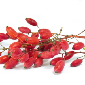 Berberis Vulgaris 4:1, PE - 4032