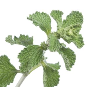 Horehound without caramel color, SE - 2071B