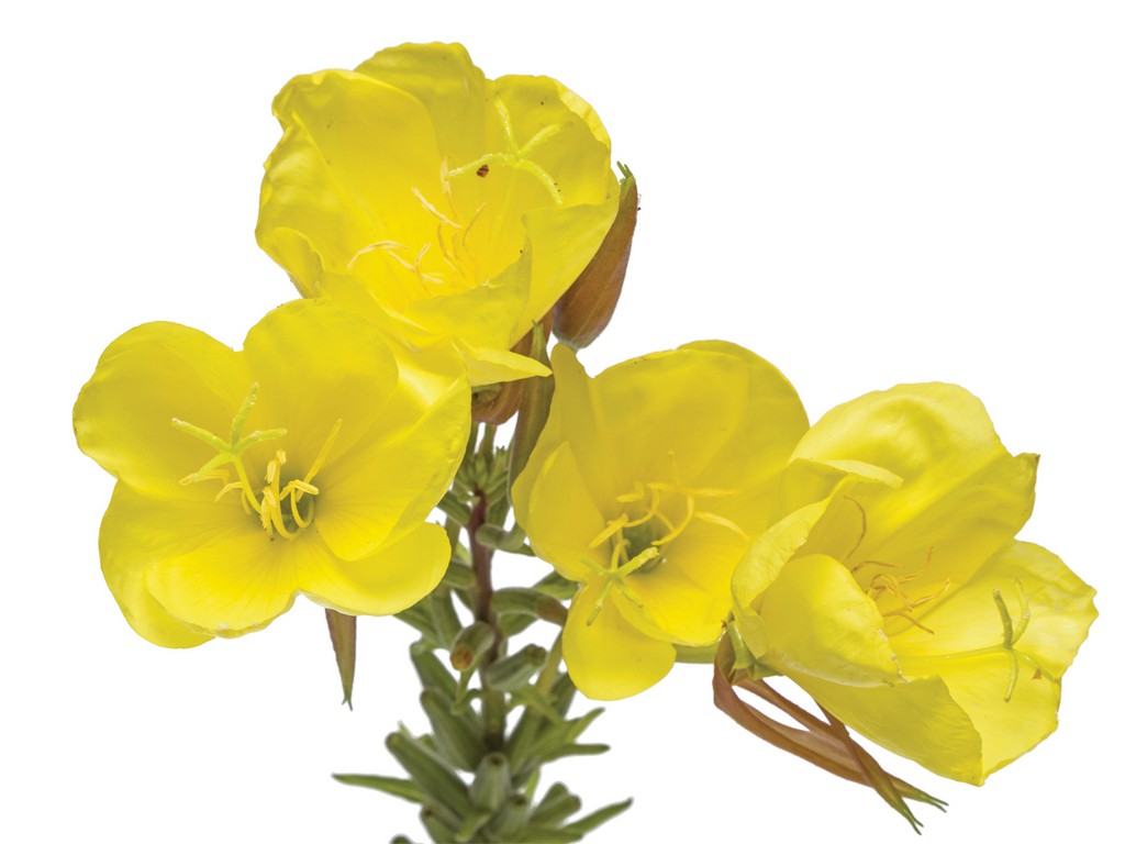 Mullein Leaf Verbascum Thapsus Leaf Extract