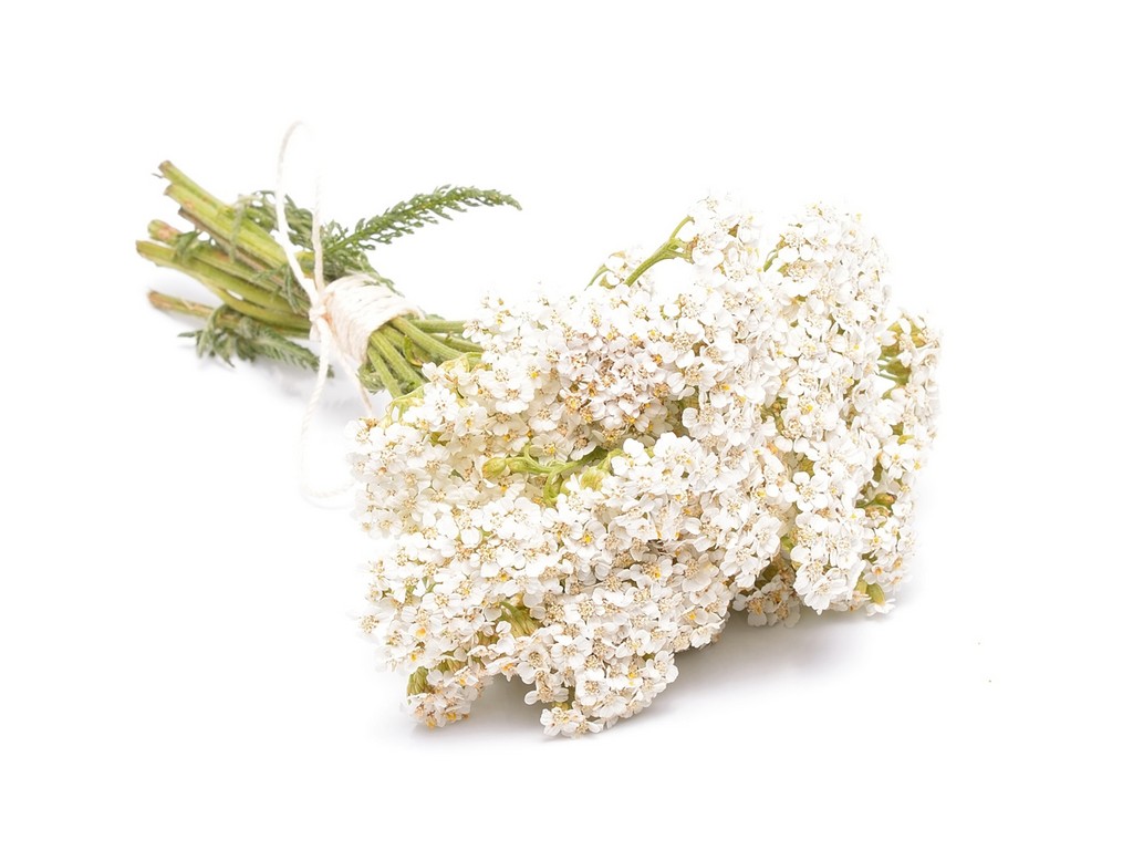 Yarrow Flowers Achillea Millefolium Flower Extract