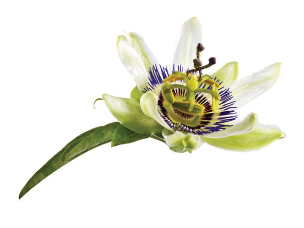 Passion Flower, FE - 5110