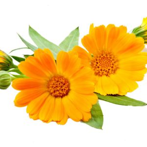 Marigold, SE - 2089