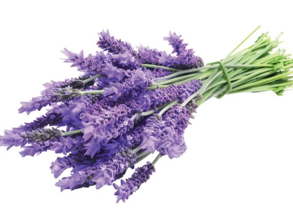 Organic Lavender in Glycerin - 3285ORG