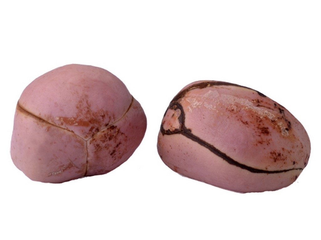 Kola Nut 10%, PE - 4368SP