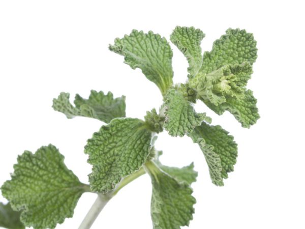 Horehound without caramel color, SE - 2071B