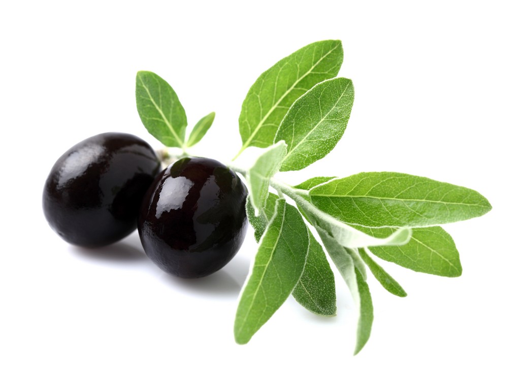 Olive Leaf Olea Europaea (Olive) Leaf Extract