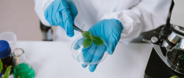 Best immune system support supplement